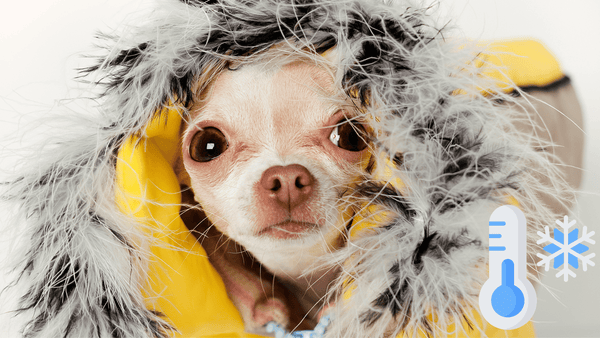 Cães sentem frio? Blog Mundo MiauAuau