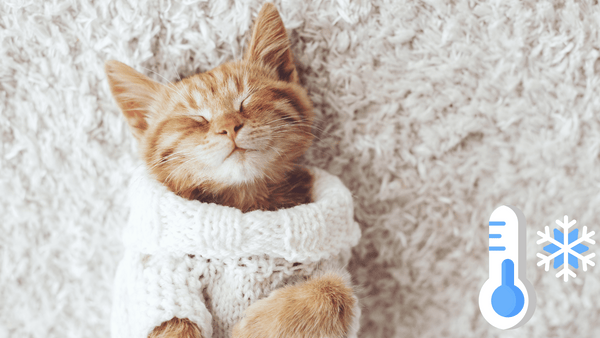 Gatos sentem frio? Blog Mundo MiauAuau