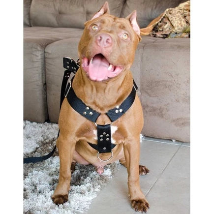 coleira peitoral para cachorro, coleira para pitbull, coleira para american, coleira peitoral para cachorro grande, coleira para cachorro médio, coleira peitoral para cachorro médio, coleira anti puxão, coleira para rotweiller, guia para cachorro grande, mundomiauauau, miauauau