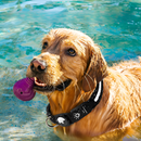 coleira para cachorro, coleira gps para cachorro, coleira airtag, coleira com lanterna, melhor coleira para cachorro, mundomiauauau, miauauau