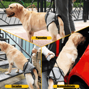 suporte para cachorro com deficiência, suporte para cachorro com displasia, suporte de quadril para cachorro, suporte traseiro para cachorro, suporte para cachorro idoso, suporte ajustável para cachorro, mundomiauauau