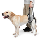suporte para cachorro com deficiência, suporte para cachorro com displasia, suporte de quadril para cachorro, suporte traseiro para cachorro, suporte para cachorro idoso, suporte ajustável para cachorro, mundomiauauau