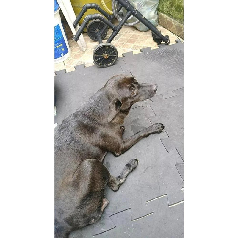 tapete antiderrapante para cachorro, tapete para pet, tapete para cachorro com displasia, tapete para cães com problema articular, tapete para cães com displasia, tapete emborrachado pet, mundomiauauau, miauauau