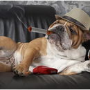 Brinquedo Interativo Cigarette Pelúcia