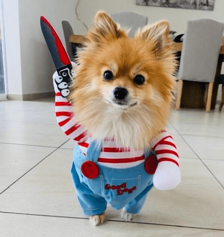 fantasia para cachorro, fantasia para cães, fantasia para pet, fantasia de carnaval para cachorro, miauauau, mundomiauauau